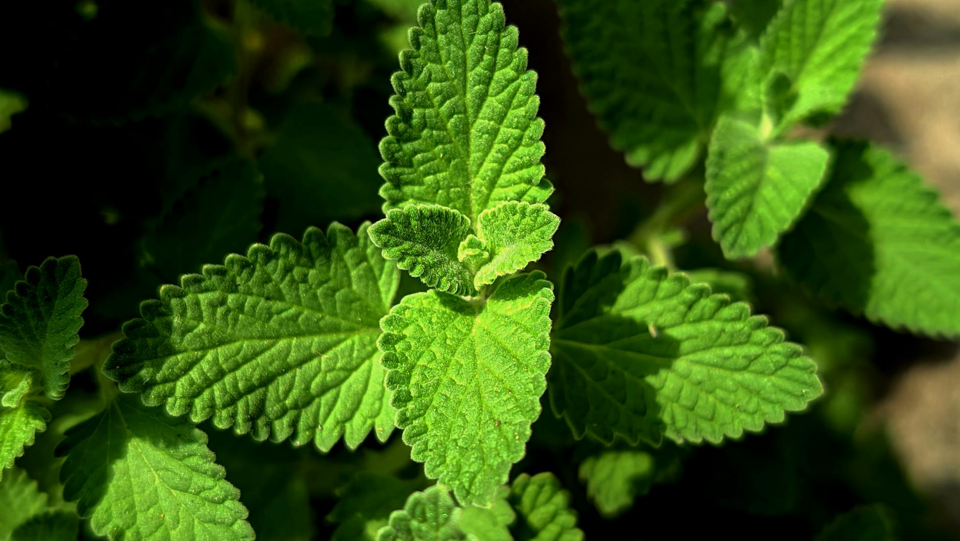 is it safe for cats to eat mint leaves - Featured image