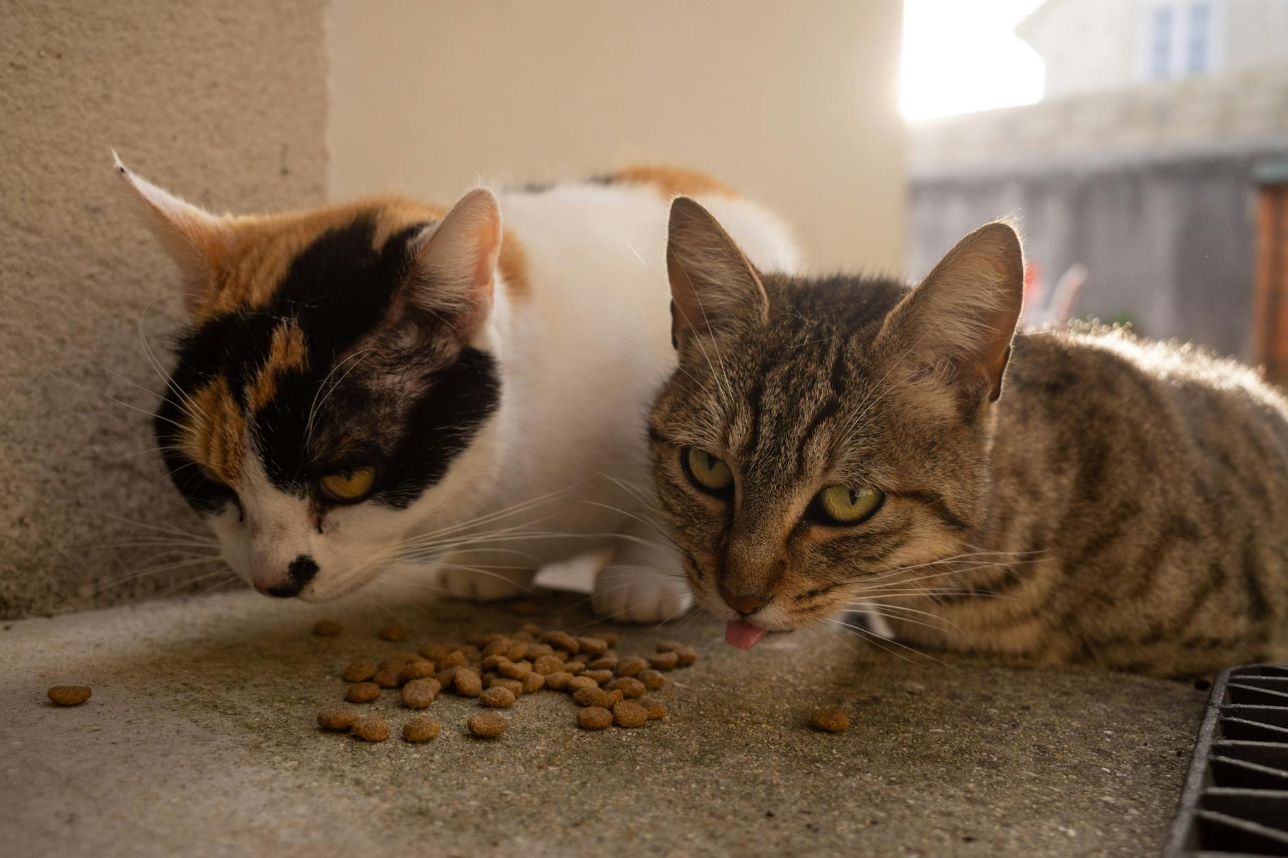 is it safe for cats to eat mustard - Featured image