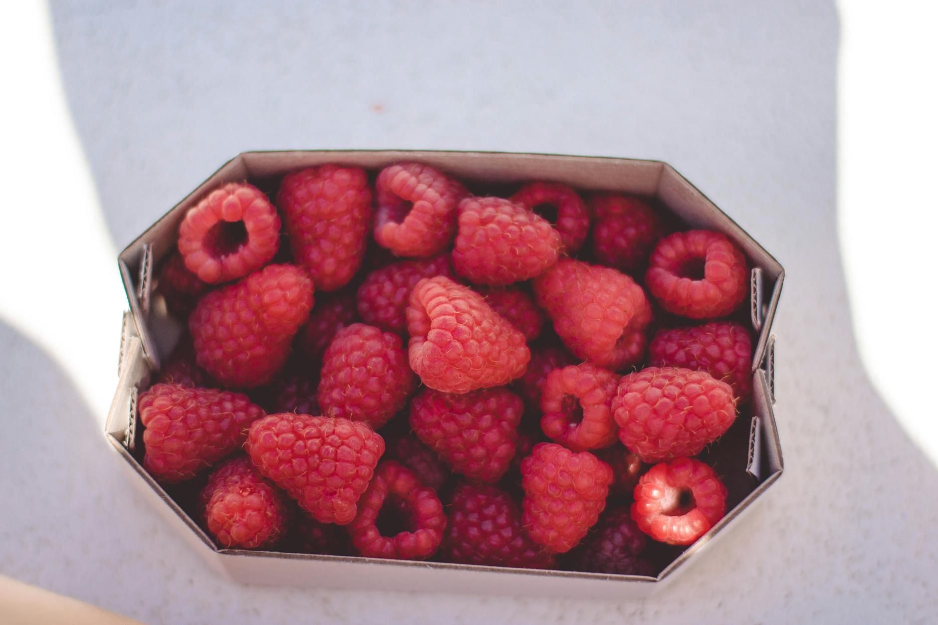 is it safe for cats to eat raspberries - Featured image