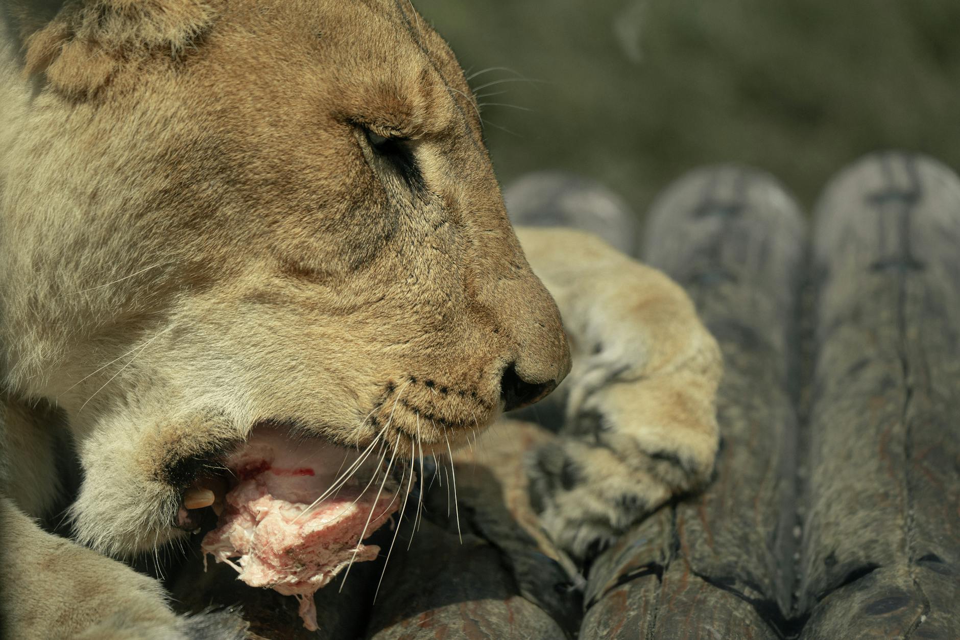 is it safe for cats to eat raw chicken - Featured image