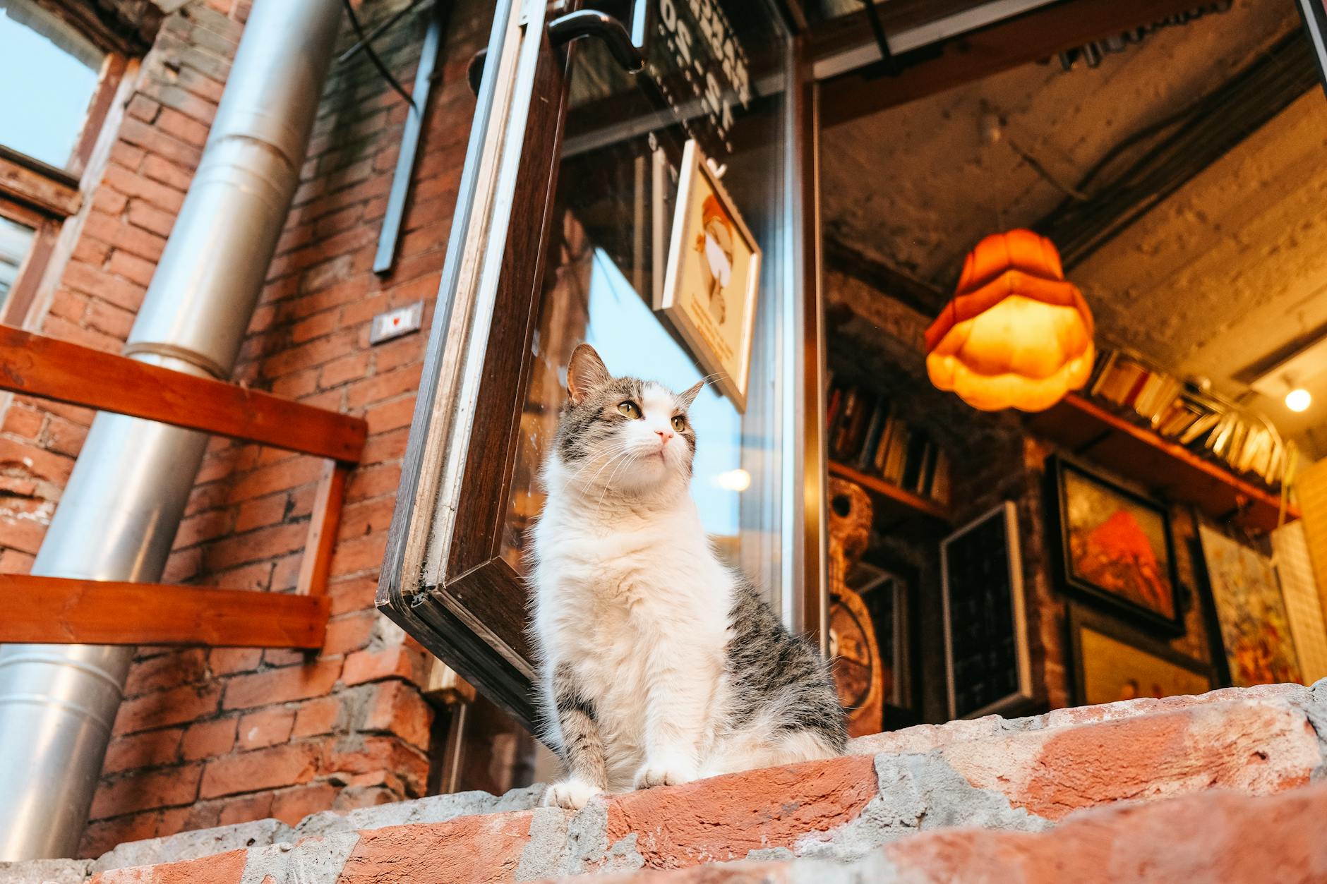 is it safe for cats to eat raw fish - Featured image