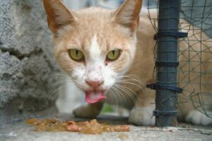 is it safe for cats to eat turkey - Featured image