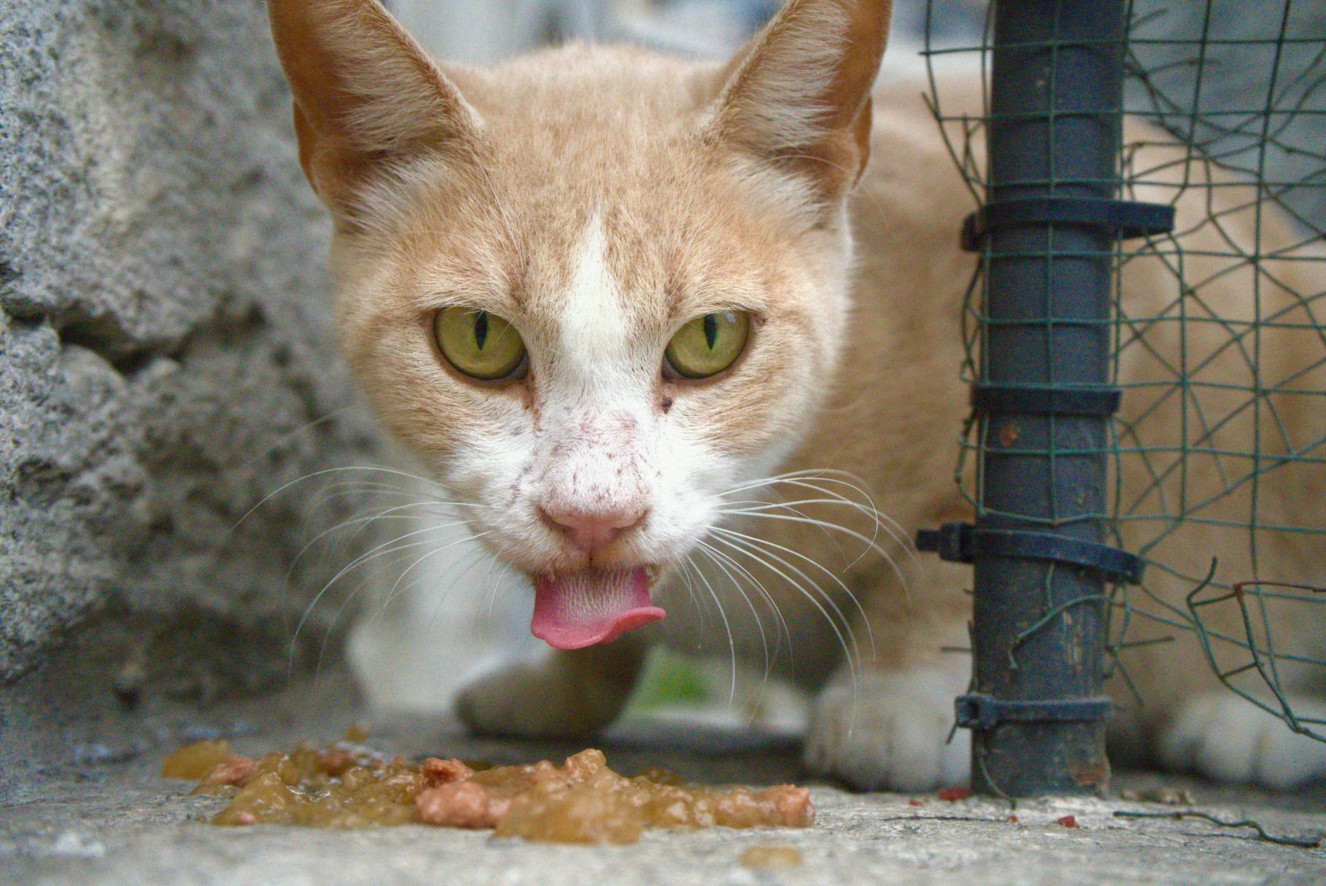 is it safe for cats to eat turkey - Featured image