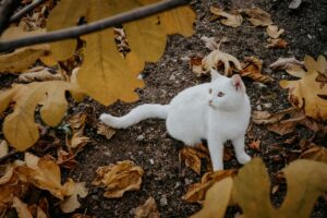 is it safe for cats to eat white rice - Featured image