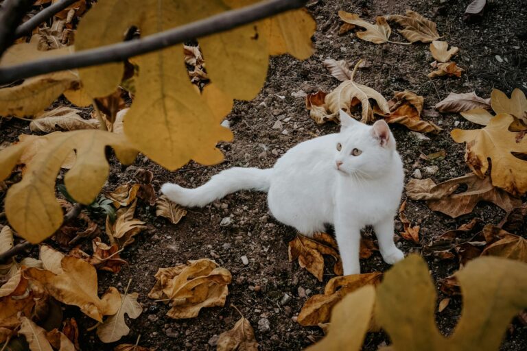 is it safe for cats to eat white rice - Featured image