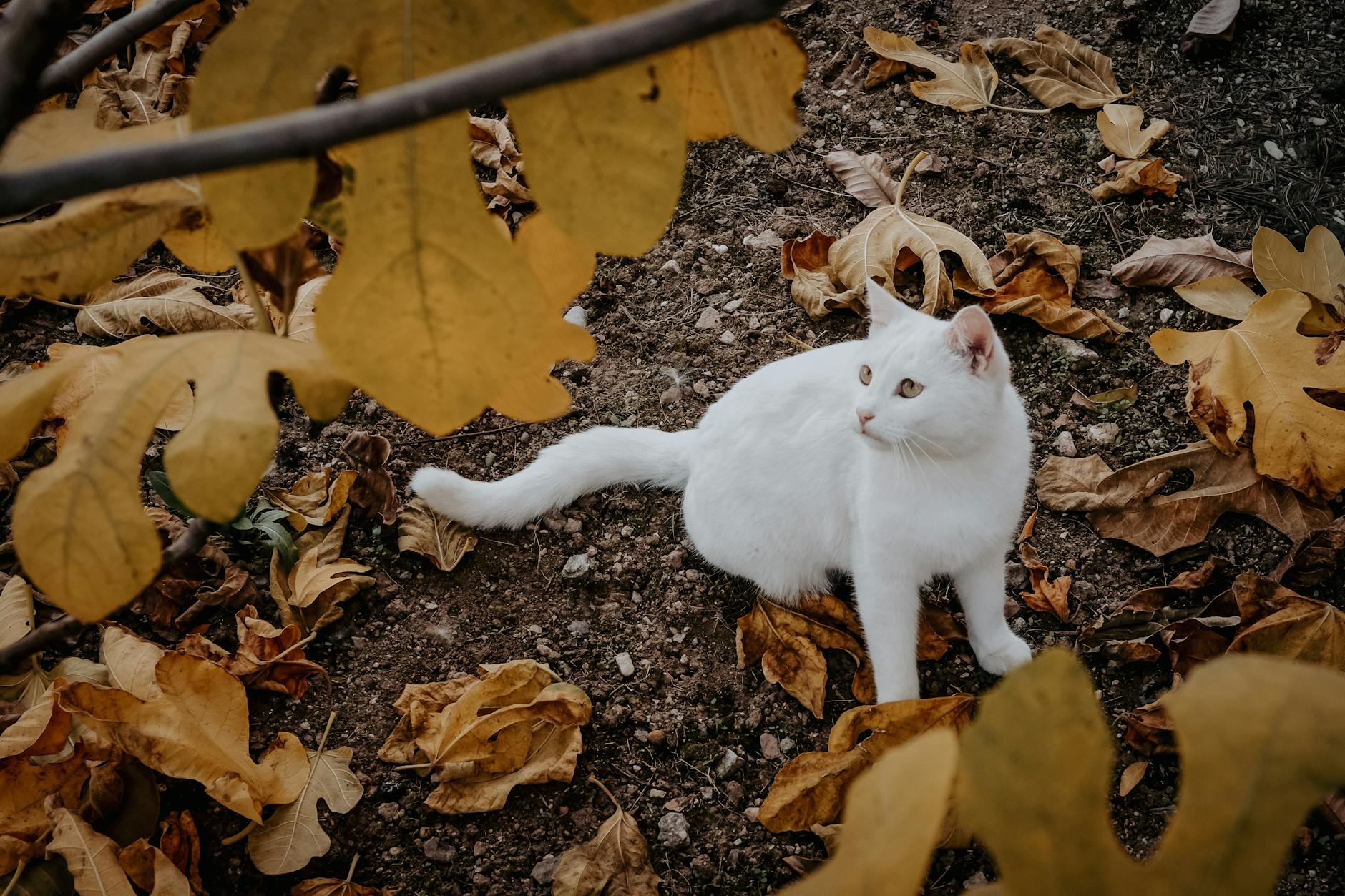 is it safe for cats to eat white rice - Featured image