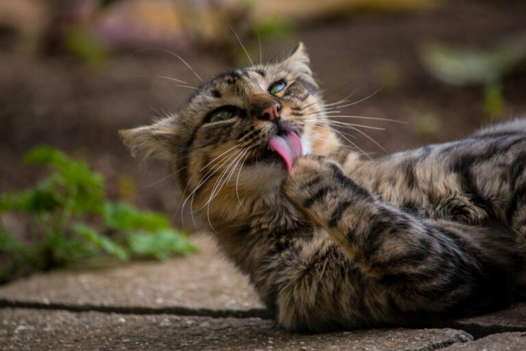 Is It Safe for Cats to Lick Bowls With Vinegar Dressing - Featured image