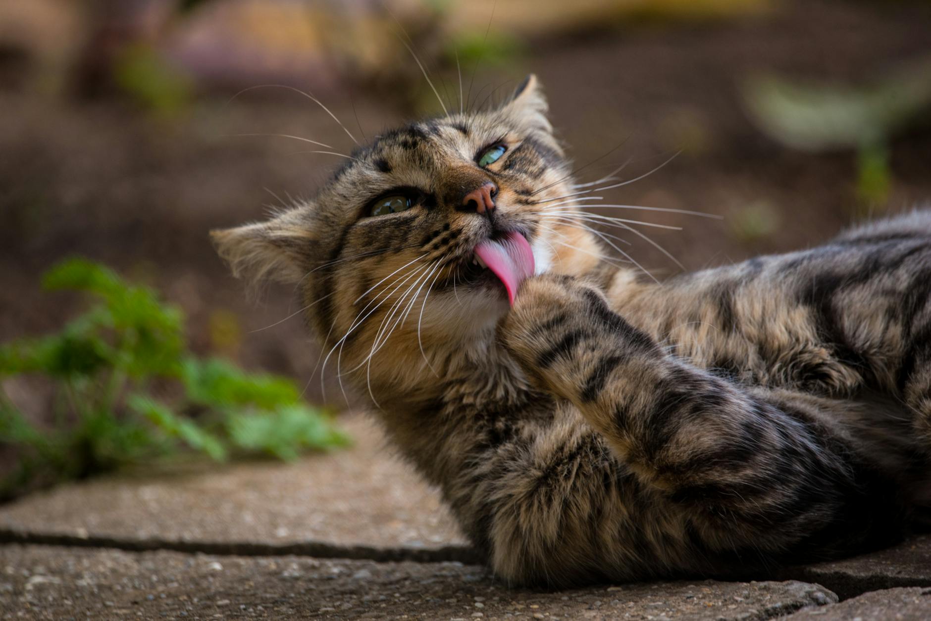 Is It Safe for Cats to Lick Bowls With Vinegar Dressing - Featured image