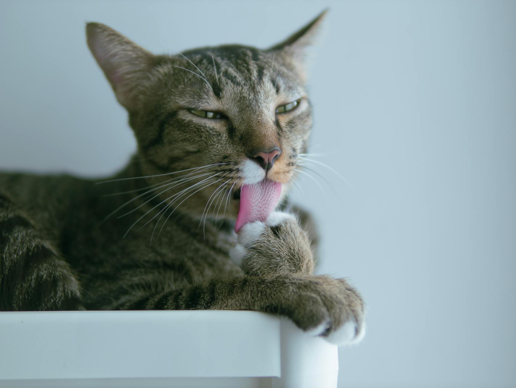 is it safe for cats to lick lotion off skin - Featured image