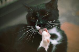 Is It Safe for Cats to Lick My Face After I Eat - Featured image