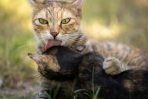 Is It Safe for Cats to Lick My Fingers After Handling Raw Fish - Featured image