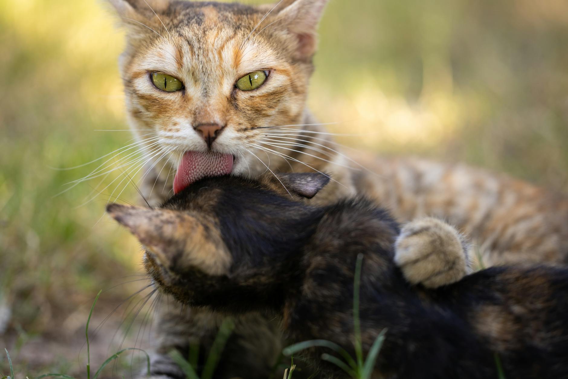 Is It Safe for Cats to Lick My Fingers After Handling Raw Fish - Featured image