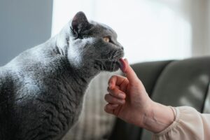 Is It Safe for Cats to Lick My Fingers After Handling Onions - Featured image