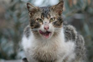 Is It Safe for Cats to Lick My Fingers After Handling Chocolate - Featured image