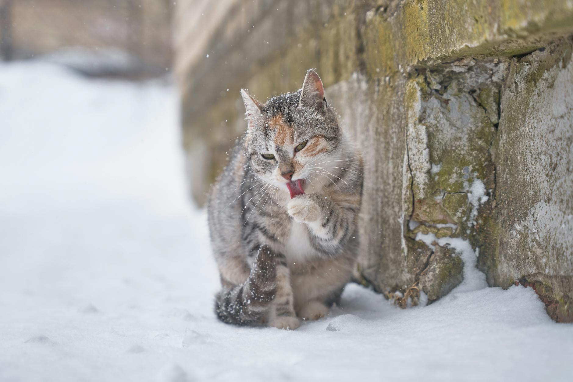 Is It Safe for Cats to Lick My Fingers After Handling Raw Meat - Featured image