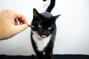Is It Safe for Cats to Lick My Hands After I Eat - Featured image