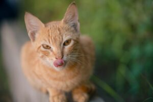 Is It Safe for Cats to Lick My Lips - Featured image