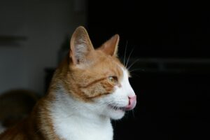 Is It Safe for Cats to Lick My Nose - Featured image