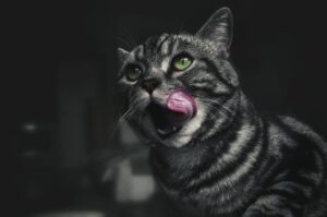 is it safe for cats to lick shampoo - Featured image
