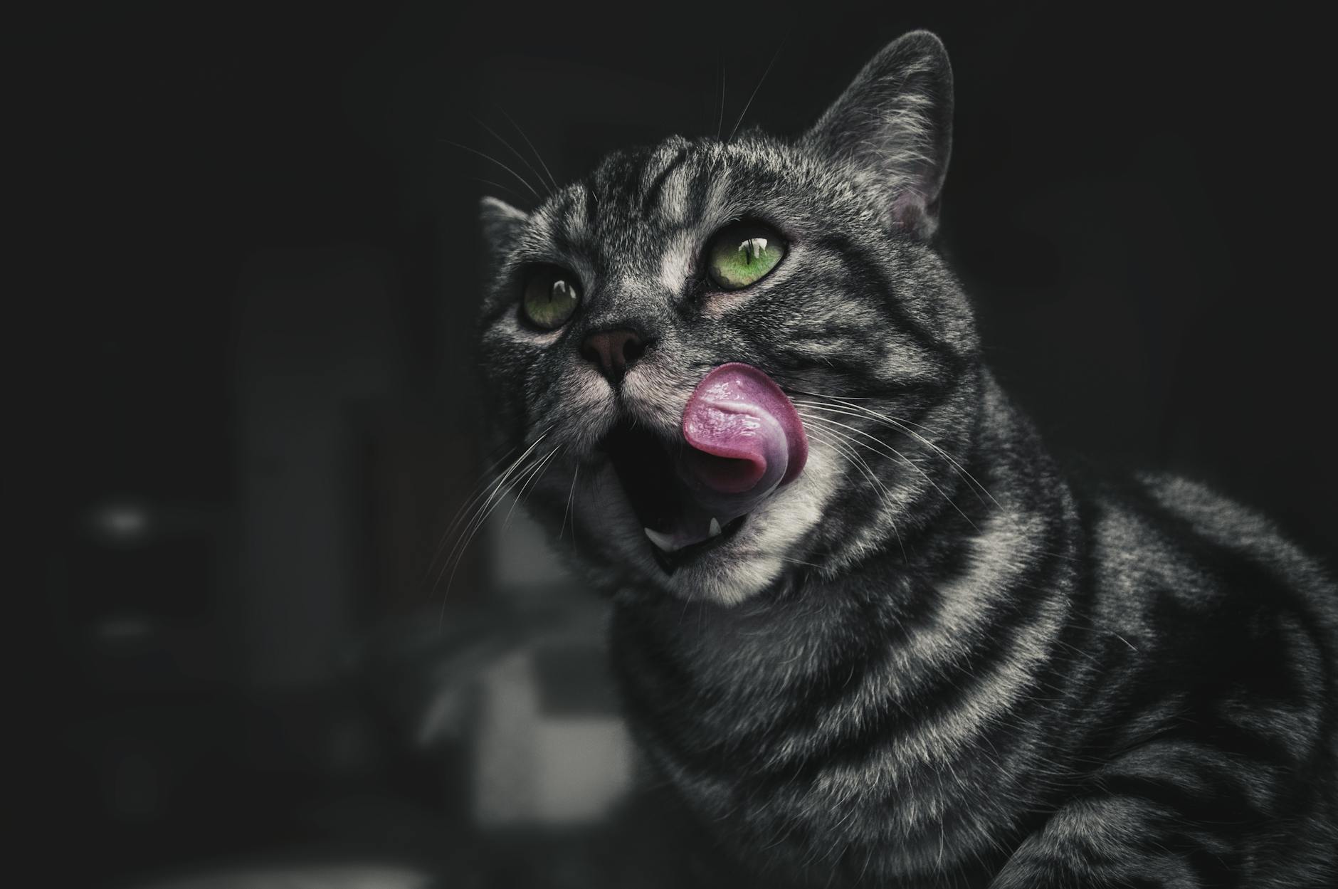 is it safe for cats to lick shampoo - Featured image