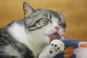is it safe for cats to lick soap residue - Featured image
