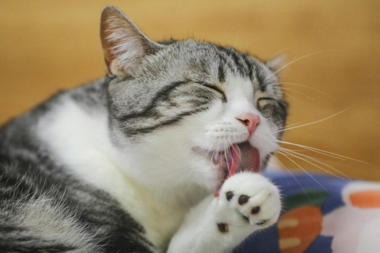 is it safe for cats to lick soap residue - Featured image