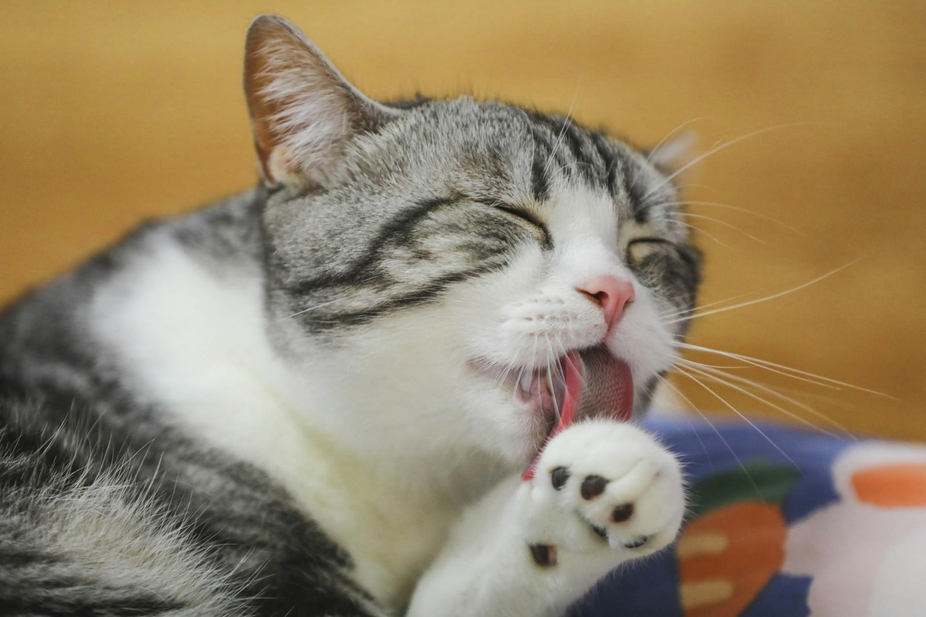 is it safe for cats to lick soap residue - Featured image