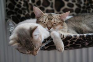 is it safe for cats to share beds with humans - Featured image