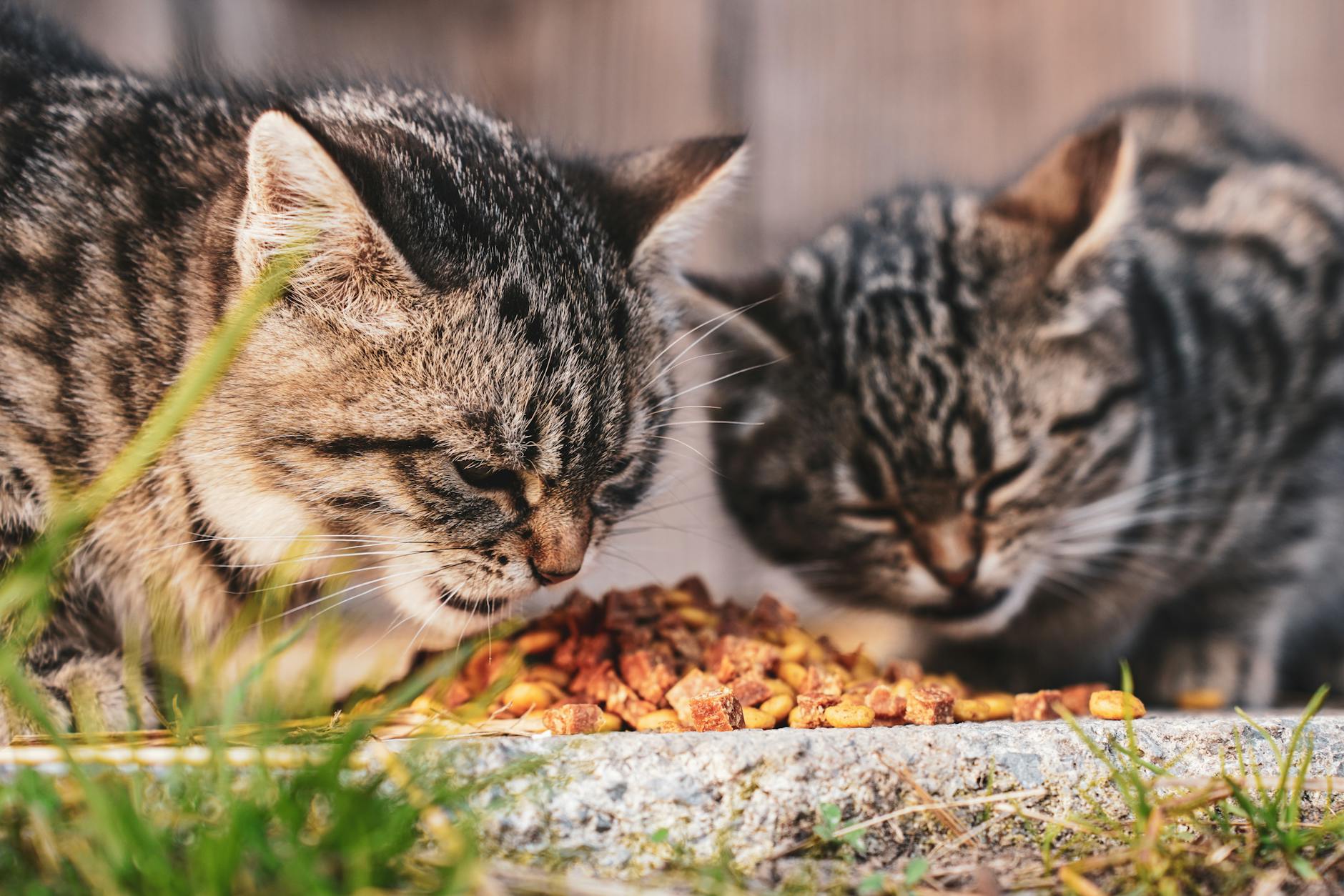 is it safe for cats to share food bowls with dogs - Featured image