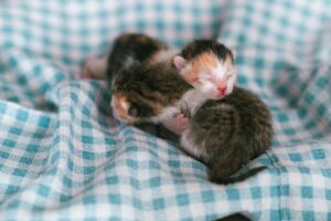 is it safe for cats to share litter boxes - Featured image