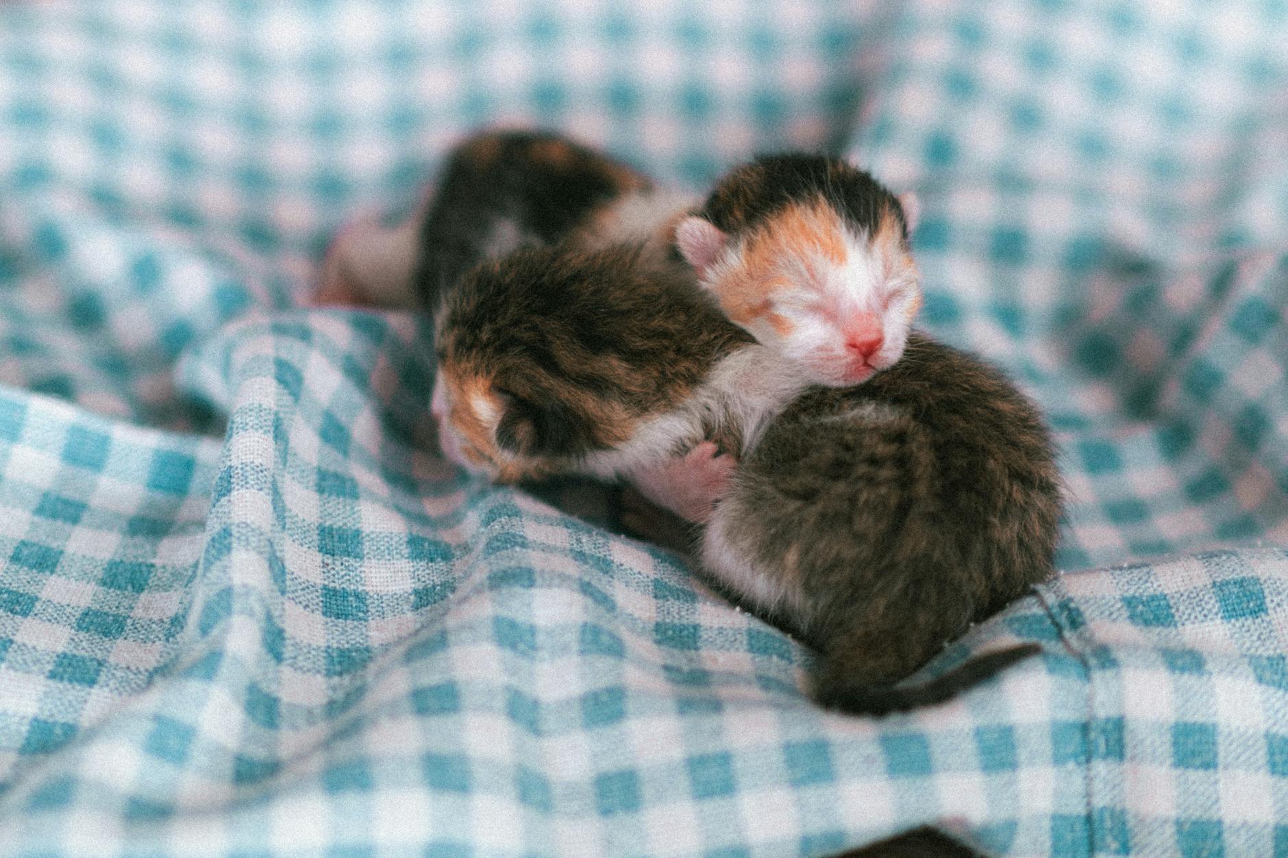 is it safe for cats to share litter boxes - Featured image