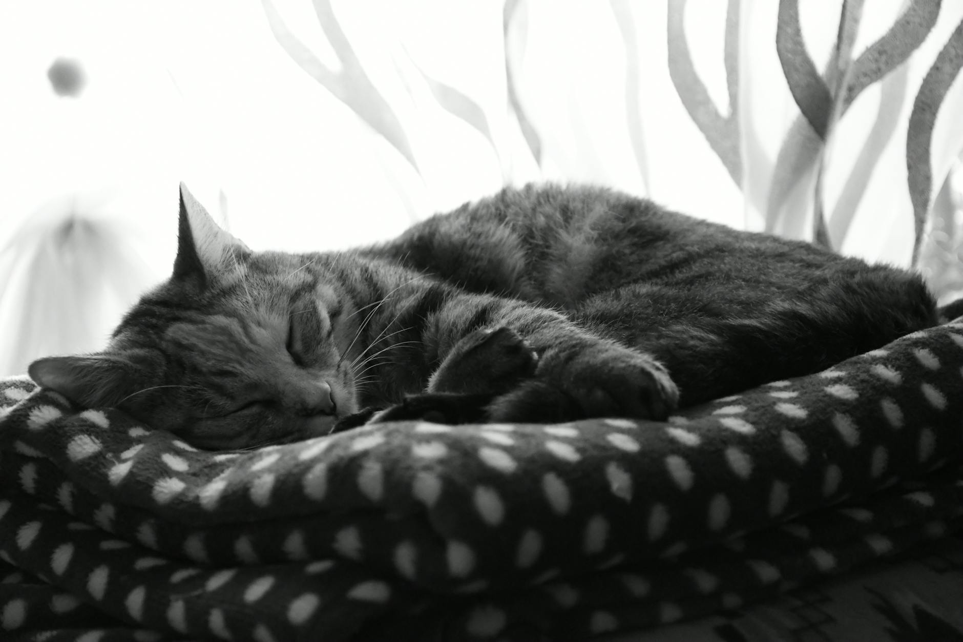 is it safe for cats to sleep under blankets - Featured image