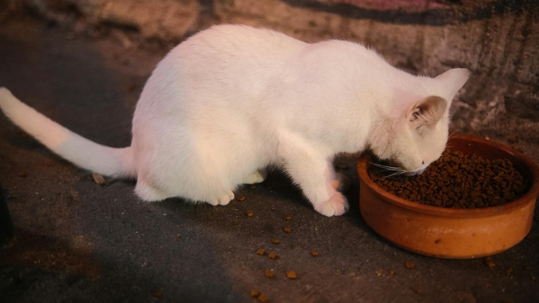 is it safe to share bowls with cat even if i wash it in dishwasher - Featured image
