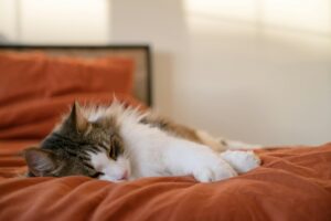 Is it safe to sleep with a cat under my covers? - Featured image