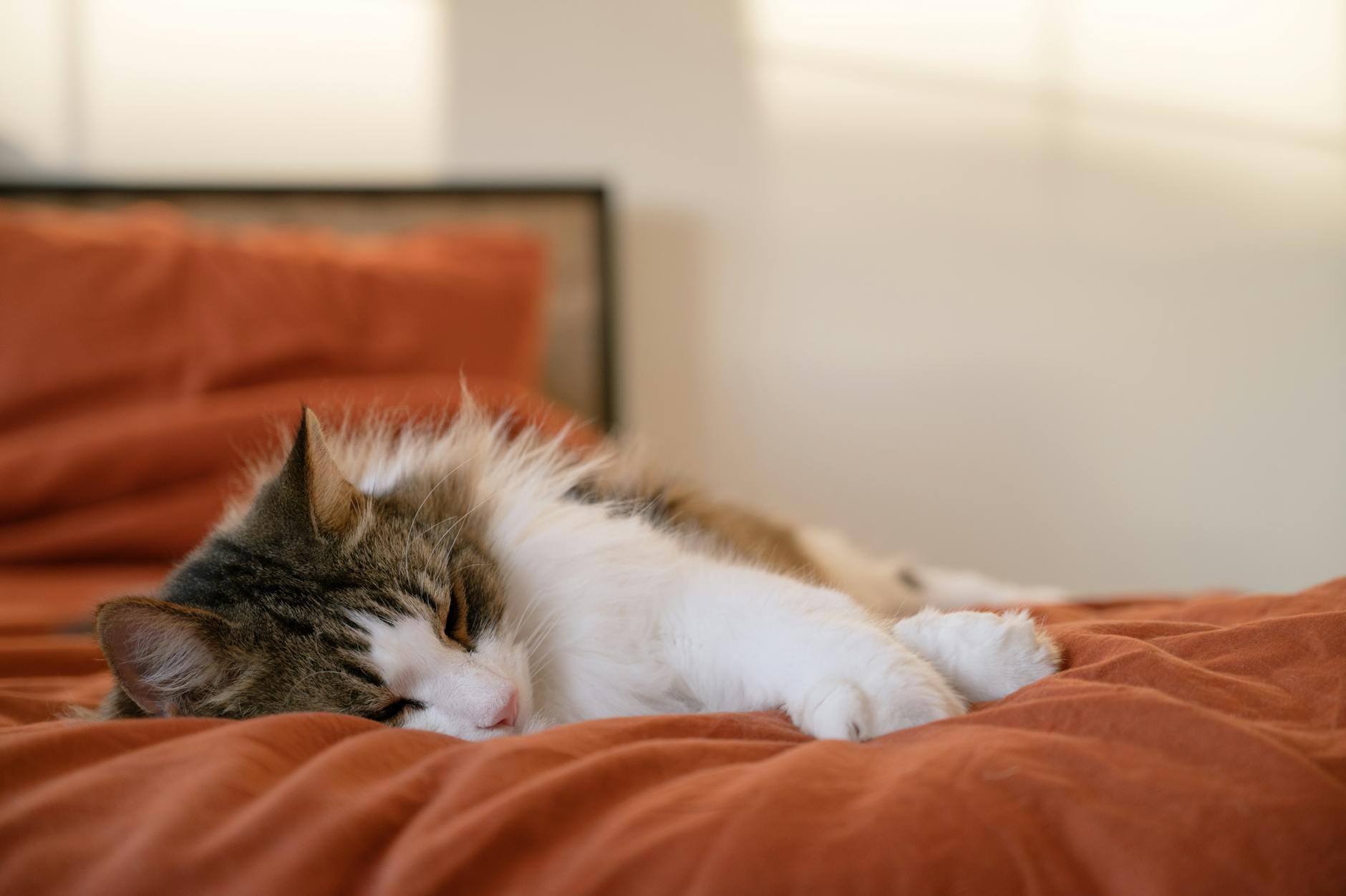 Is it safe to sleep with a cat under my covers? - Featured image