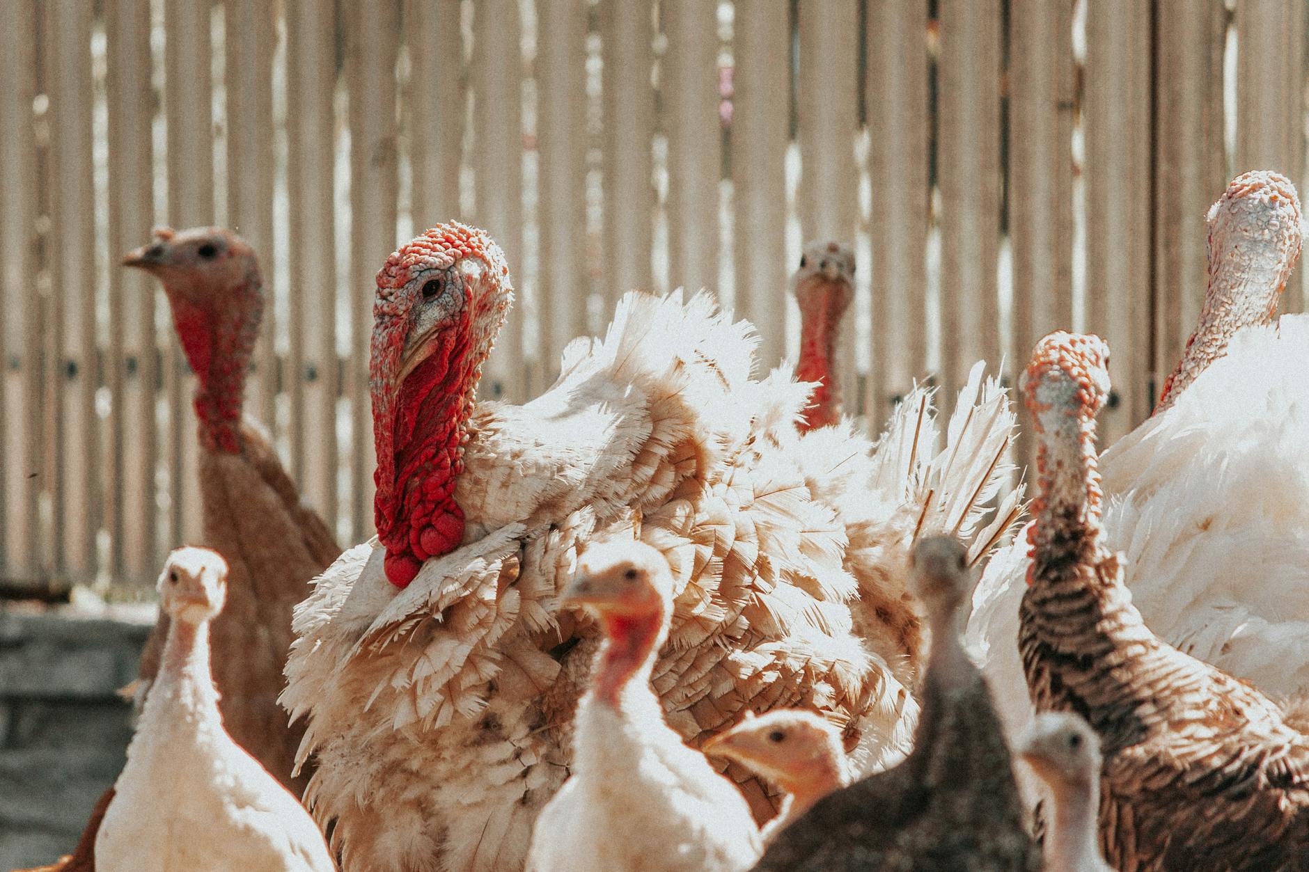 Is Turkey Nutritionally Beneficial for Cats?