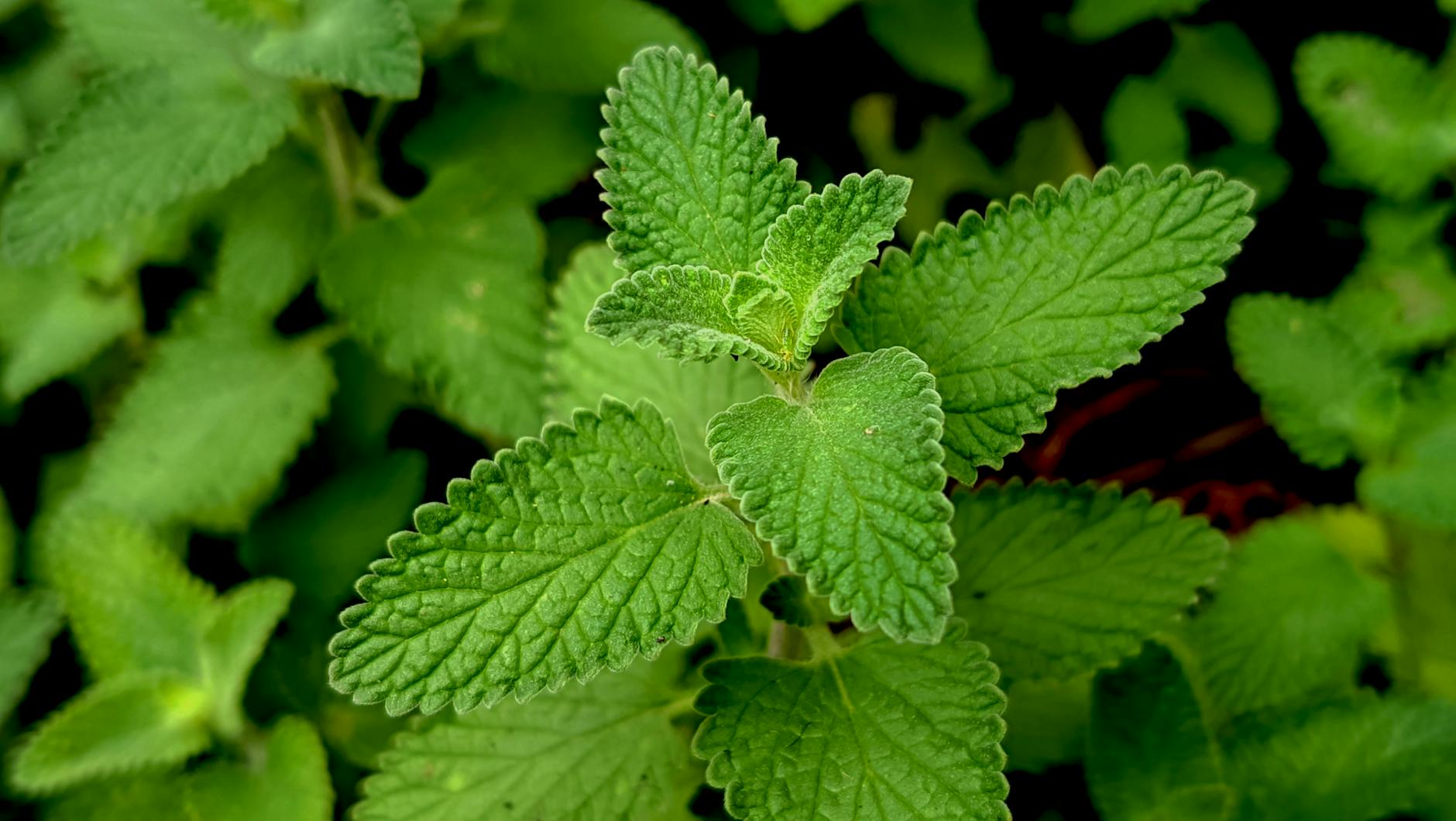 Mint Products to Avoid and Common Mistakes