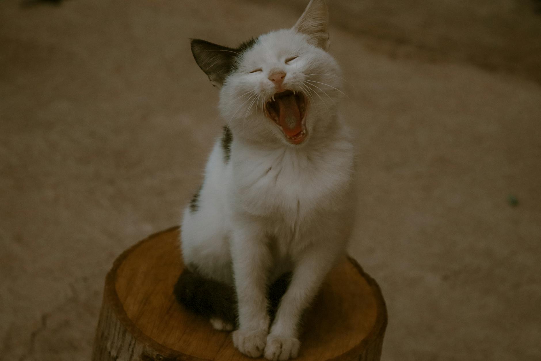 Nutritional Value and Why Cats Don't Need Potatoes