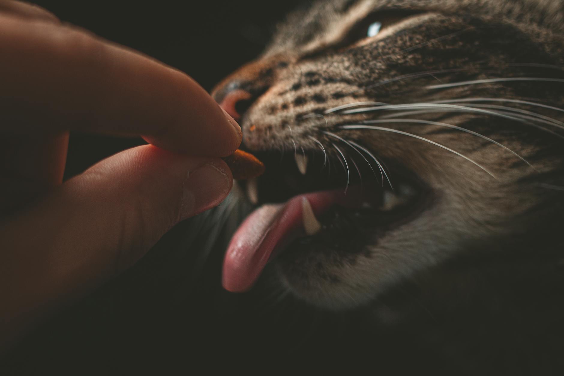 Other Foods Similar to Onions That Are Toxic to Cats
