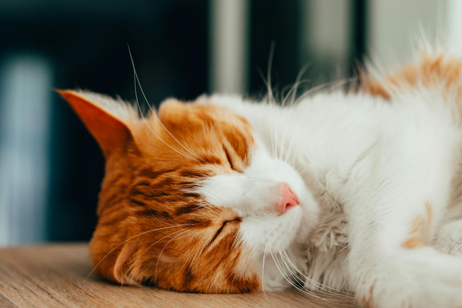 Pancreatitis Risk and When to Seek Veterinary Care