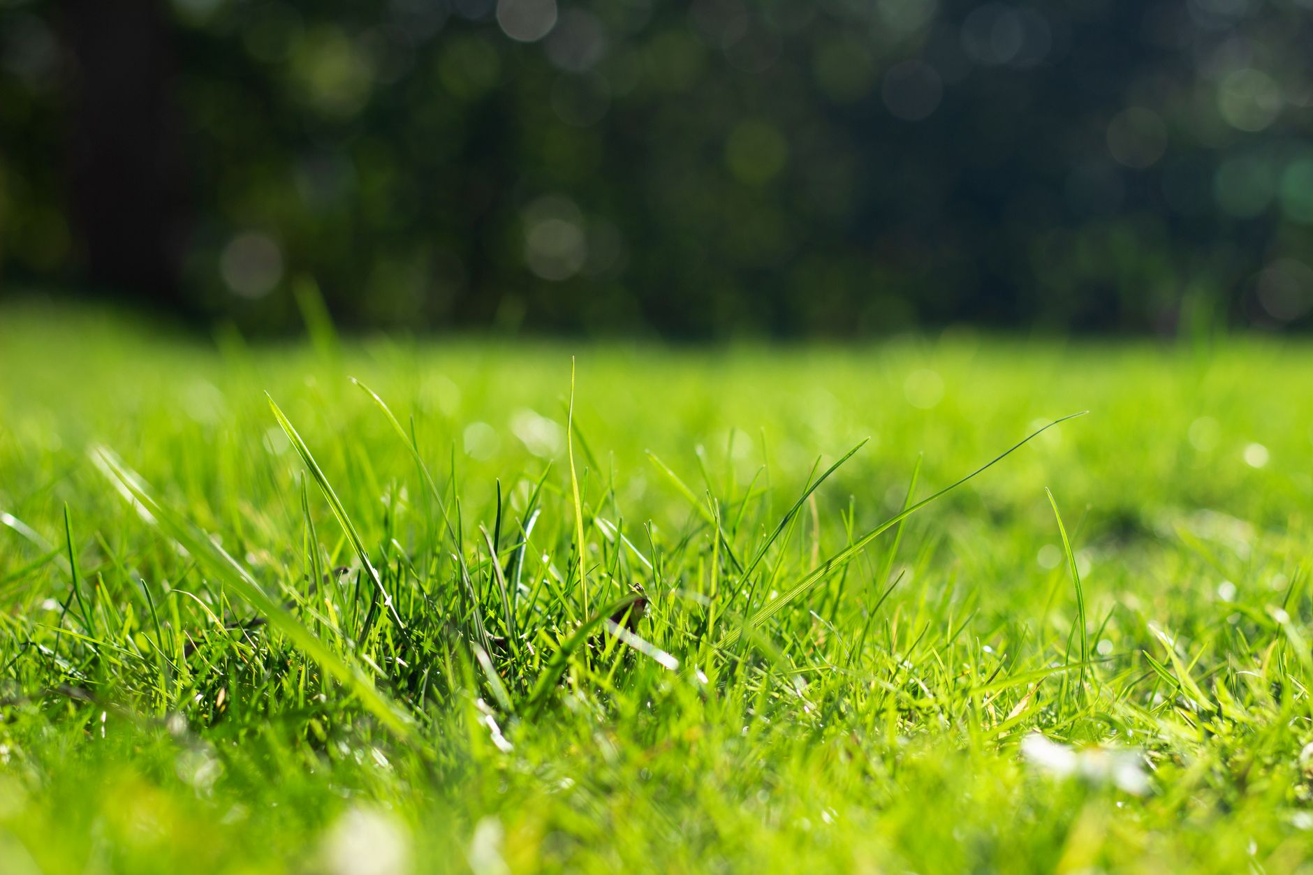 PARASITES AND PATHOGENS FROM OUTDOOR GRASS