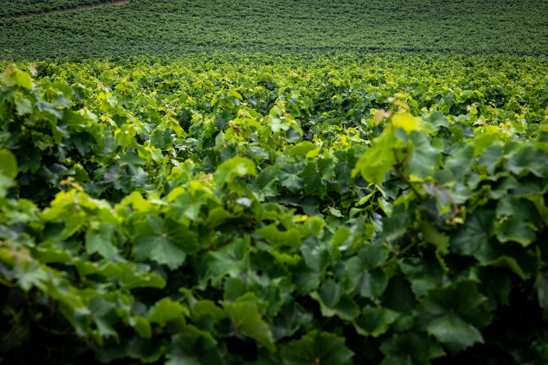 Pesticides and Growing Conditions