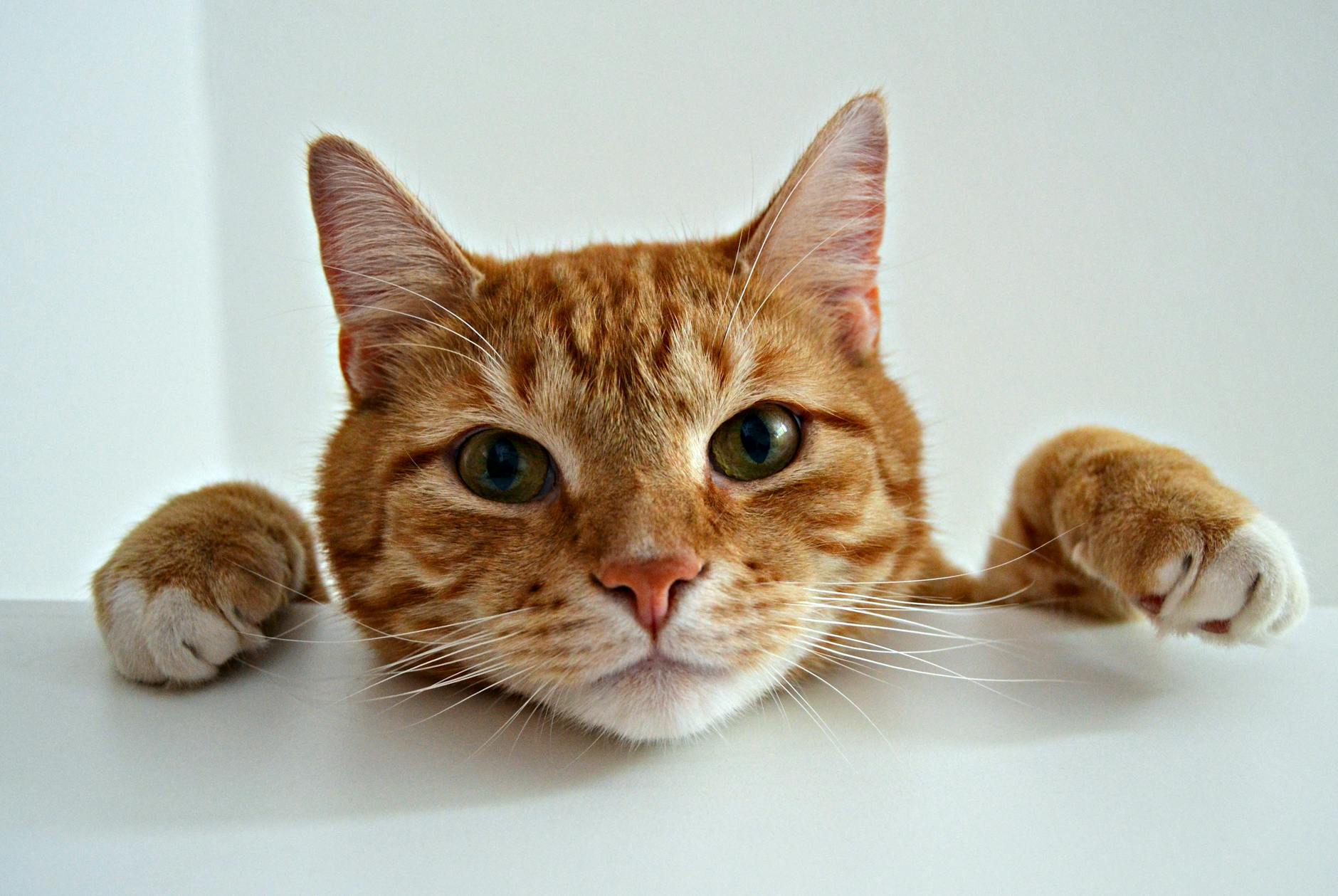 POTENTIAL RISKS AND WHEN TO CALL YOUR VET