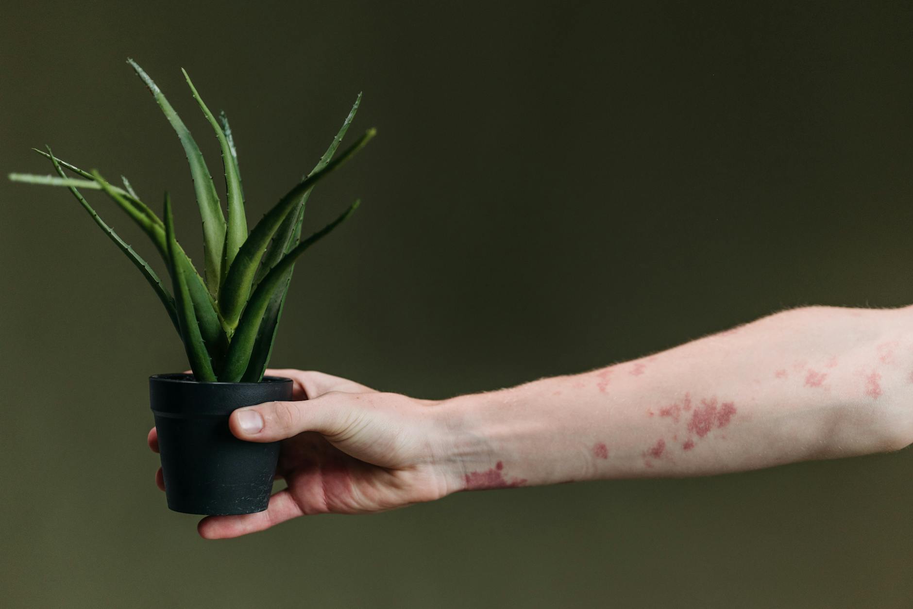 Recognizing Symptoms of Plant Poisoning in Cats