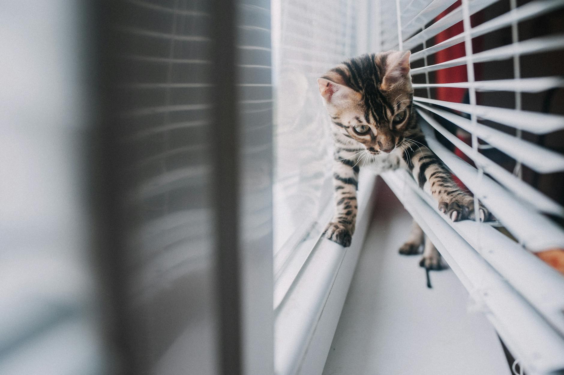 Risks Associated with Raw Vegetables for Cats