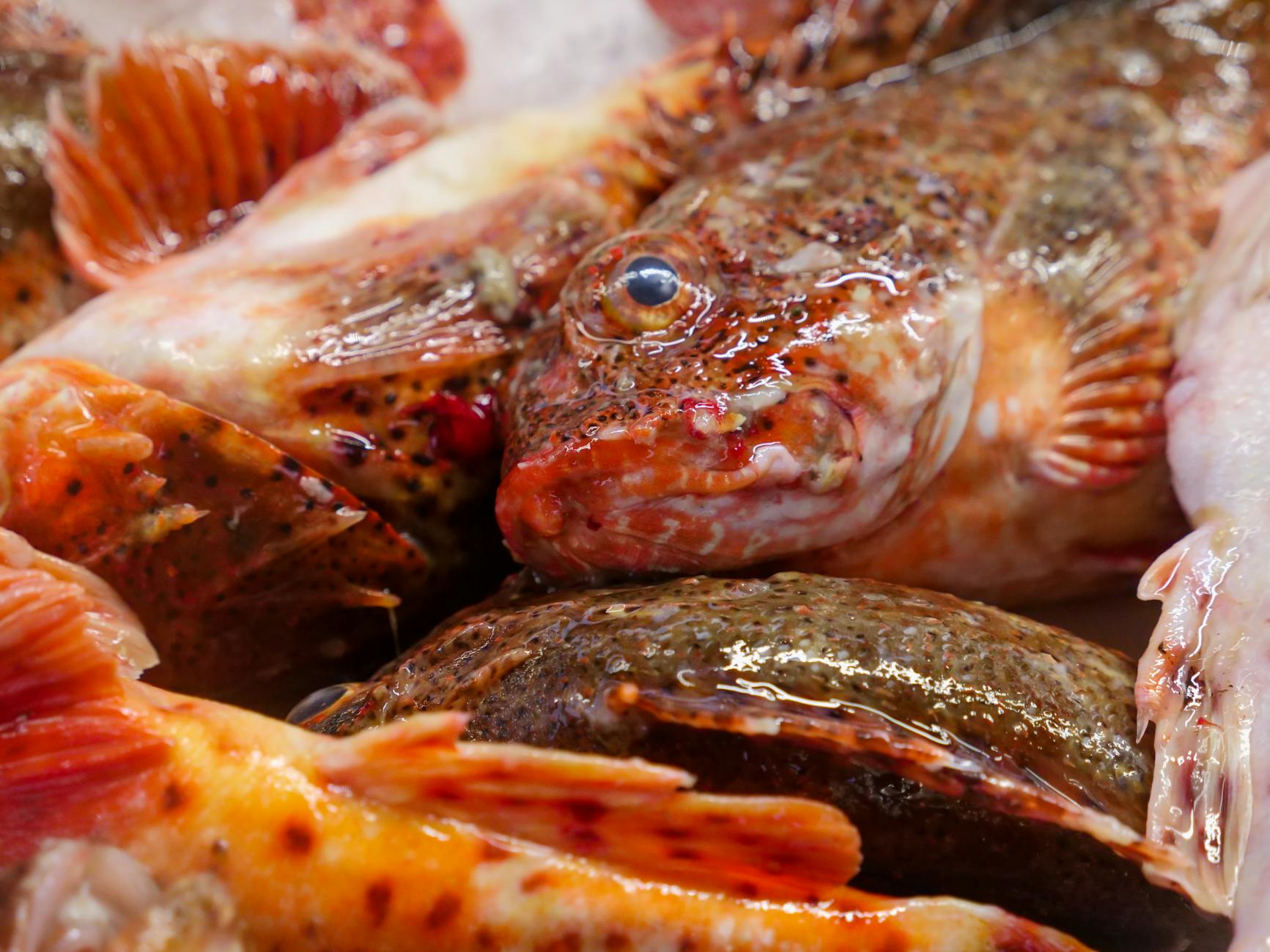 Safe Fish Types and Preparation Methods for Cats