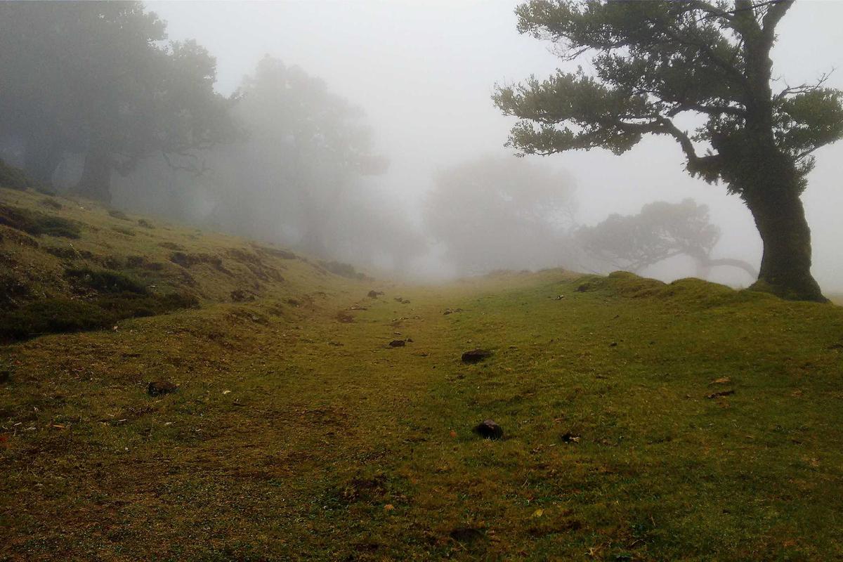 Sensor Contamination and Litter Buildup as Hidden Causes