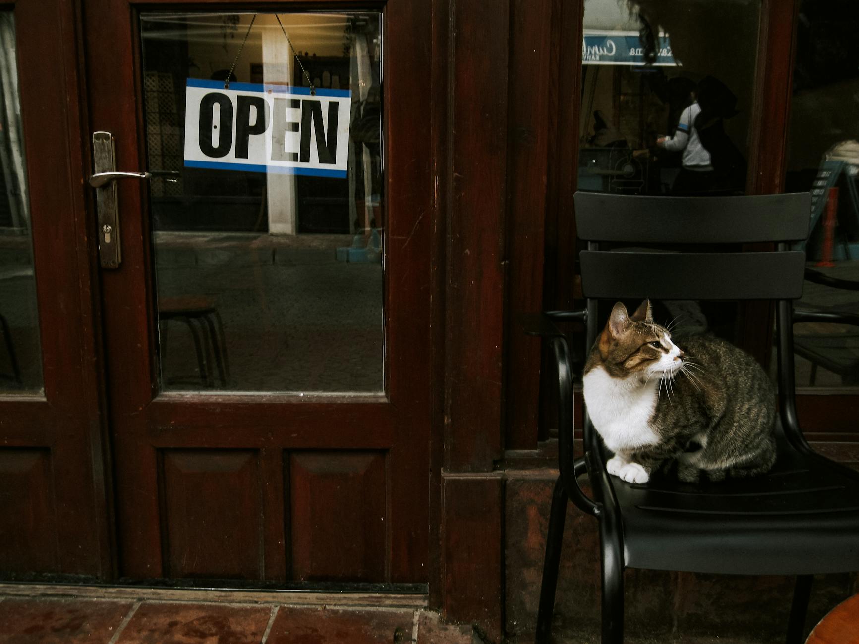 Signs of Food Poisoning or Parasitic Infection in Cats