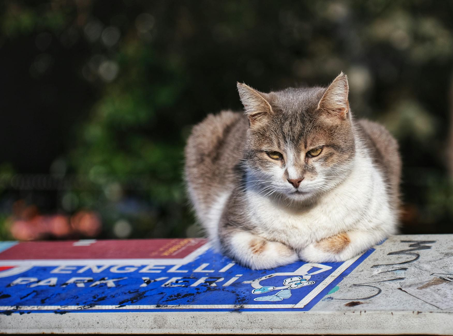 SIGNS YOUR CAT HAS BEEN INJURED BY WOODEN SPOON CHEWING