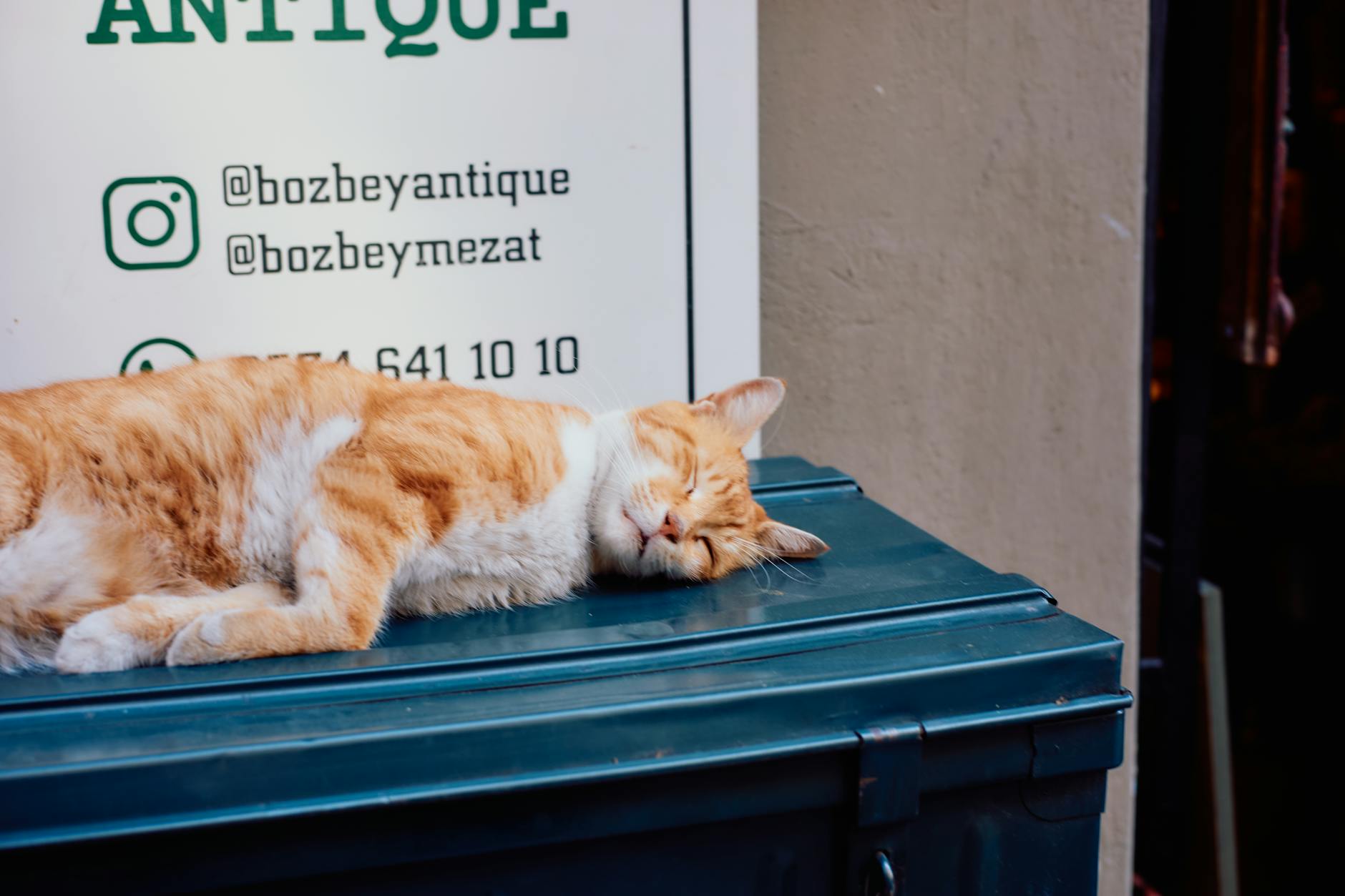 Signs Your Cat Has Consumed Contaminated Food